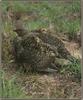 Blue Grouse (Dendragapus obscurus)