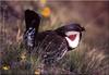 Blue Grouse (Dendragapus obscurus)