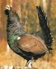 Western Capercaillie (Tetrao urogallus)