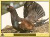 Western Capercaillie (Tetrao urogallus)