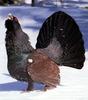 Western Capercaillie (Tetrao urogallus)