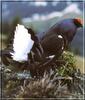 Eurasian Black Grouse (Tetrao tetrix)