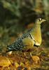 Double-banded Sandgrouse (Pterocles bicinctus)