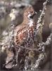 Hazel Grouse (Bonasa bonasia)