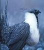 Sage Grouse (Centrocercus urophasianus)