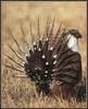 Sage Grouse (Centrocercus urophasianus)