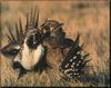 Sage Grouse (Centrocercus urophasianus)