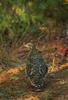 Spruce Grouse (Dendragapus canadensis)