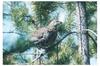 Spruce Grouse (Dendragapus canadensis)