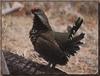 Spruce Grouse (Dendragapus canadensis)