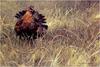 [Animal Art - Robert Bateman] Red Grouse (Lagopus lagopus scoticus)