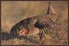 Sharp-tailed Grouse (Tympanuchus phasianellus)