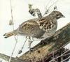 Ruffed Grouse (Bonasa umbellus)