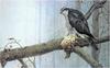 [Animal Art - Robert Bateman] Ruffed Grouse (Bonasa umbellus)