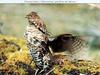 Ruffed Grouse (Bonasa umbellus)