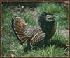 Ruffed Grouse (Bonasa umbellus)