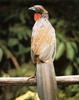 White-winged Guan (Penelope albipennis / Cracidae)