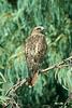 Red-tailed Hawk (Buteo jamaicensis)