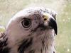 Swedish Buzzard (Buteo sp.)