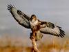 Common Buzzard (Buteo buteo)