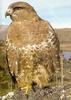 Common Buzzard (Buteo buteo)