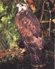 Common Buzzard (Buteo buteo)