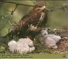 Common Buzzard (Buteo buteo)