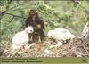 Common Buzzard and hatchling on nest (Buteo buteo)