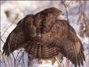 Common Buzzard (Buteo buteo)