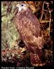 Common Buzzard (Buteo buteo)