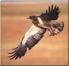 Swainson's Hawk (Buteo swainsoni)