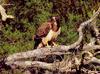 Swainson's Hawk (Buteo swainsoni)