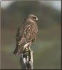 Swainson's Hawk (Buteo swainsoni)