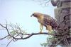 [Animal Art - Robert Bateman] Red-tailed Hawk (Buteo jamaicensis)