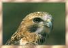 Red-tailed Hawk (Buteo jamaicensis)