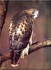 Red-tailed Hawk (Buteo jamaicensis)