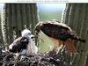 Red-tailed Hawk (Buteo jamaicensis)