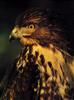 Red-tailed Hawk (Buteo jamaicensis)