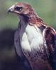 Red-tailed Hawk (Buteo jamaicensis)