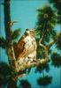 Red-tailed Hawk (Buteo jamaicensis)