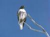 Red-tailed Hawk juvenile (Buteo jamaicensis)