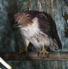 Red-tailed Hawk (Buteo jamaicensis)