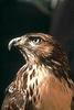 Red-tailed Hawk (Buteo jamaicensis)