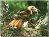 Red-tailed Hawk (Buteo jamaicensis)