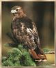 Red-tailed Hawk (Buteo jamaicensis)