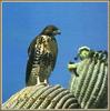 Red-tailed Hawk (Buteo jamaicensis)