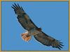 Red-tailed Hawk (Buteo jamaicensis)