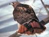 Red-tailed Hawk (Buteo jamaicensis)