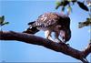 Red-shouldered Hawk (Buteo lineatus)