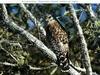 Red-shouldered Hawk (Buteo lineatus)